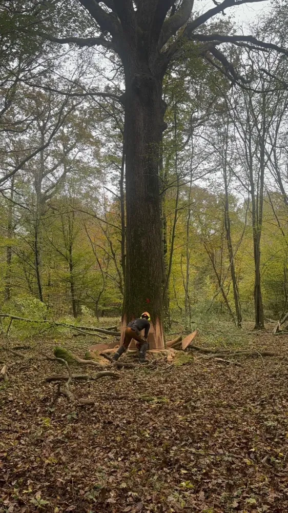 sas johann rousseau elagage abattage (3)