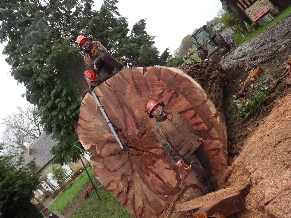 sas johann rousseau elagage abattage (5)